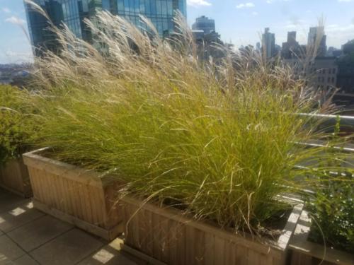 Tall grasses on city roof top
