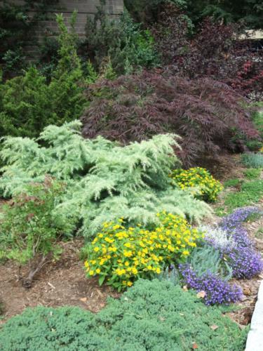 evergreens and desiduous,  shrubs and trees
