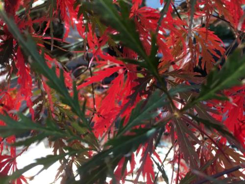 Fall Japanese Maple