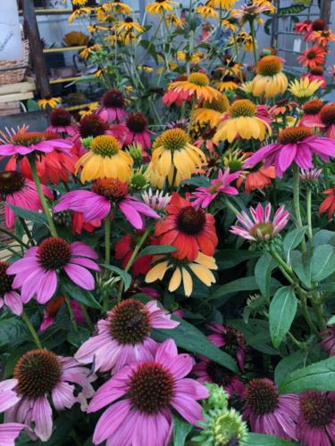 colorful perennials and butterfly gardens