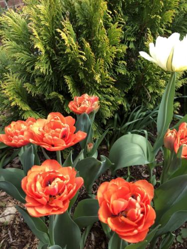 Tulips in early spring