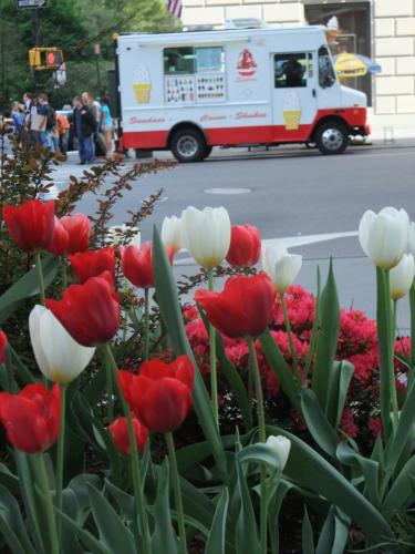 Ice cream red and white tulips