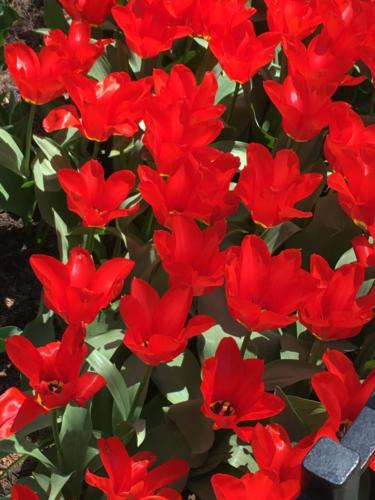 Spring Red tulips