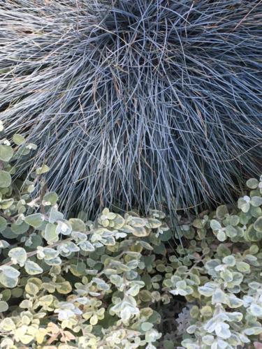 Summer blue fescue with licorice plant