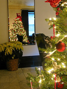Christmas Trees interior