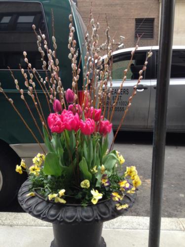 spring tulips in pots