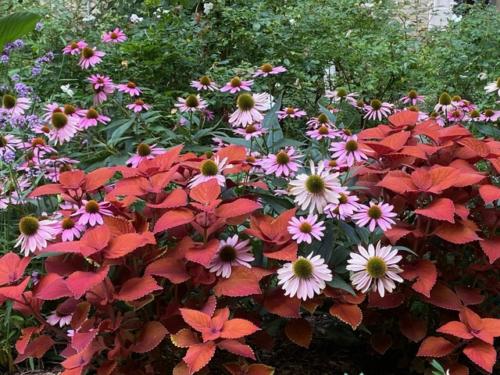 Gardens-in-bloom-perennials-and-annuals