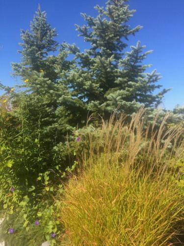 Evergreen plants and grasses