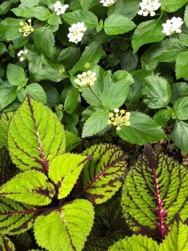 coleus and other annuals