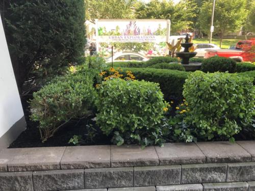 maintenance fo hedges and shrubs