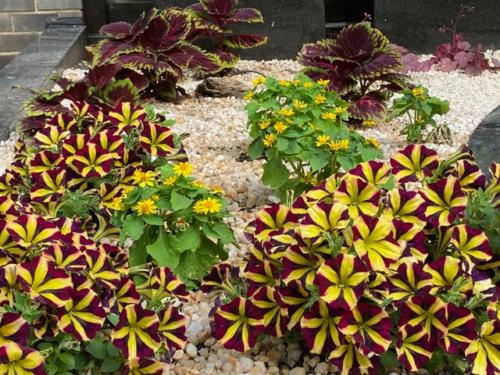 colorful seasonal plants