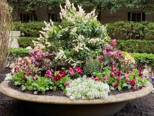 Shrubs and perennials in container gardens