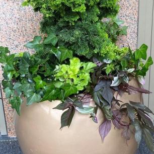 container-planting