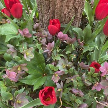tulip-plantings